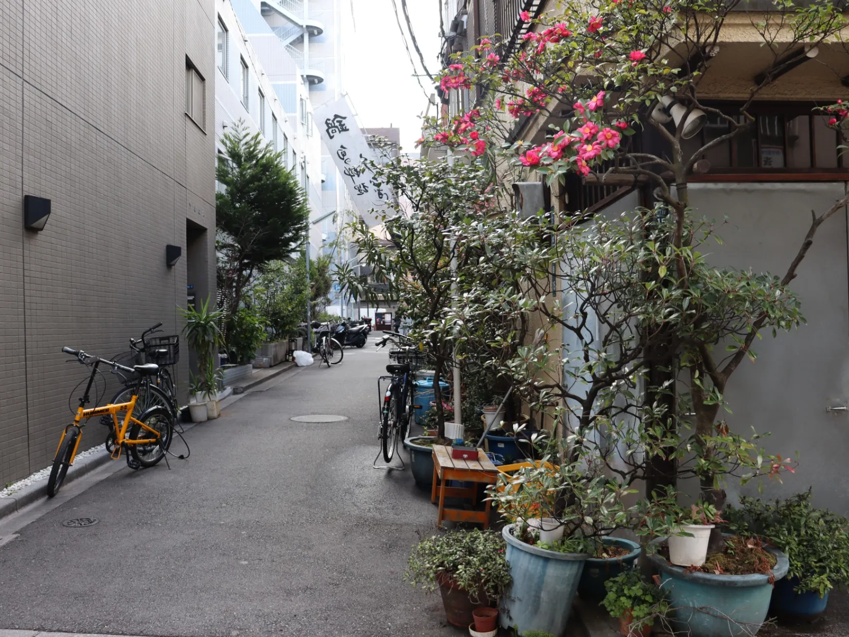 浅草の路上園芸｜偏愛東京