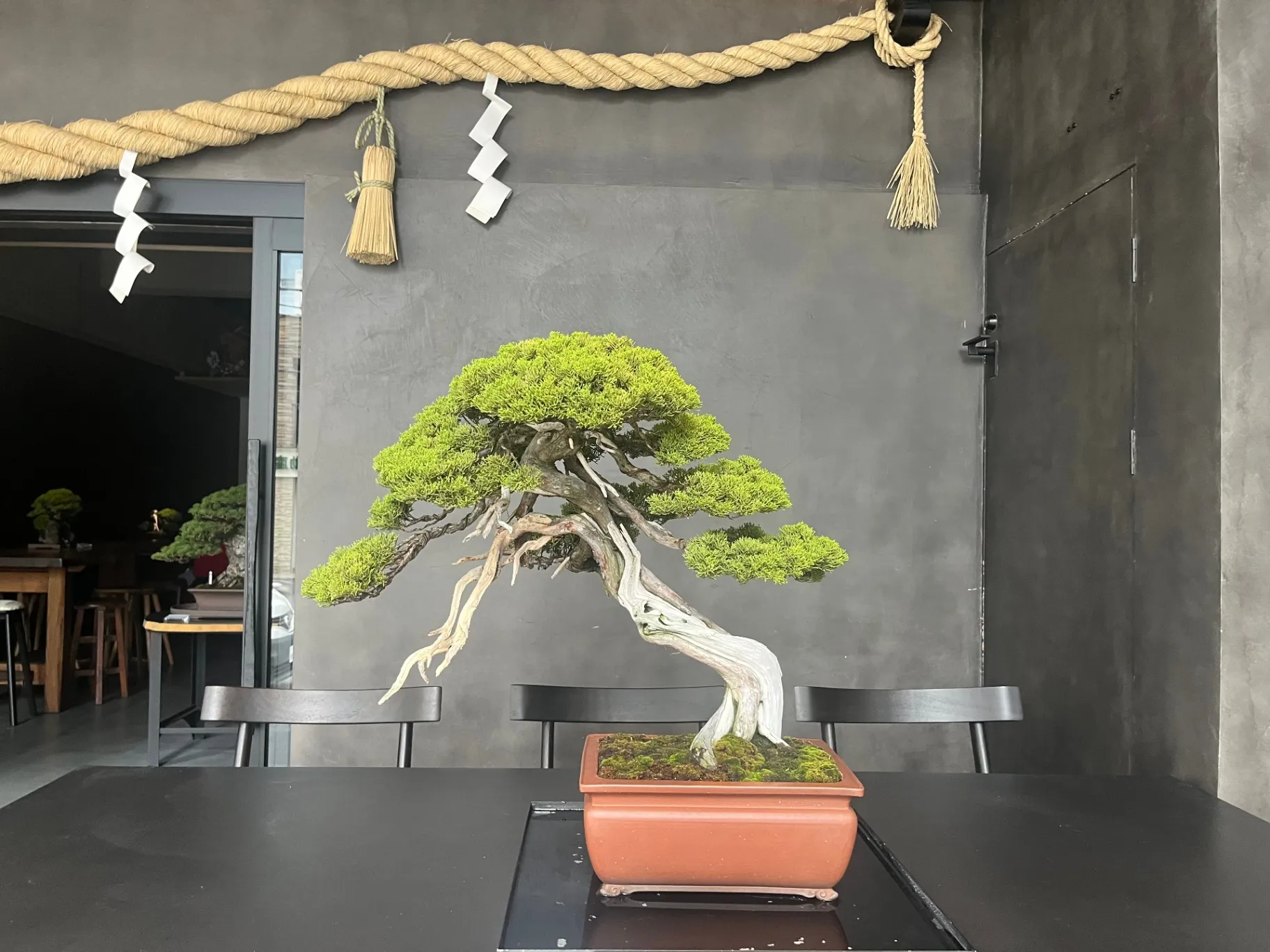 日本文化を五感で感じる贅沢な時間。盆栽を愛でながら愉しむ一杯｜偏愛東京