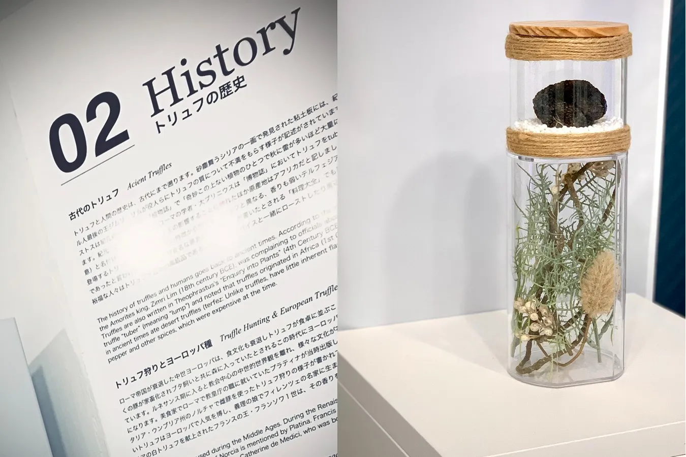 ▲トリュフの歴史や実物を紹介するなど、ユニークなアプローチでトリュフの真実に迫る展示