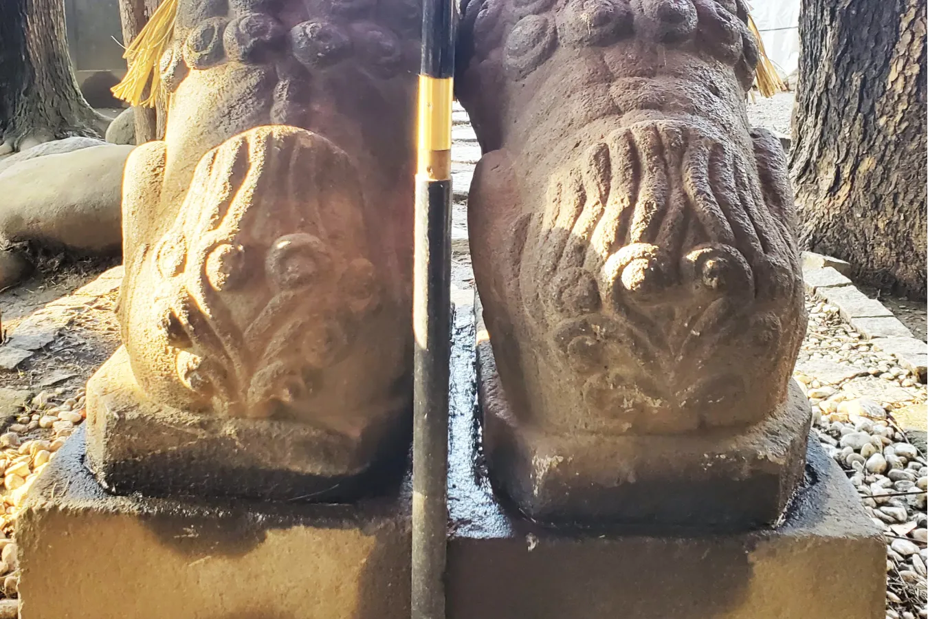 浅草神社の夫婦狛犬さん！狛犬愛好家・ミノシマタカコのイチ推し。