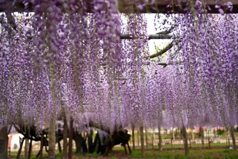 【2026】埼玉「藤の名所」4選！藤棚の見ごろ、まつり情報も