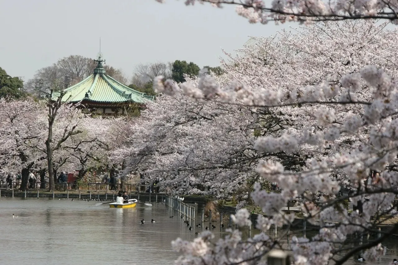 ▲桜シーズンの景観