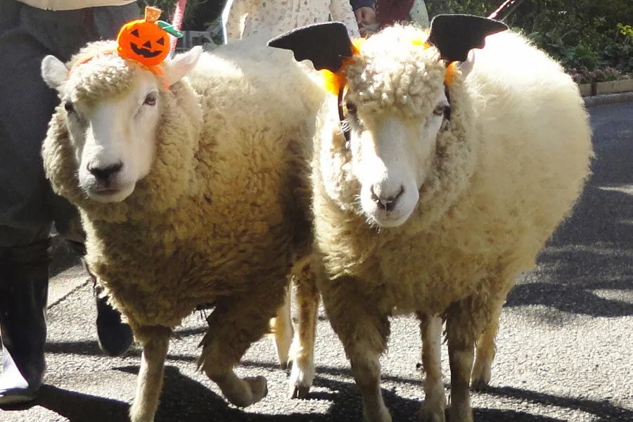 ホワイトタイガー、コアラ、パンダetc.親子で人気動物園へ！秋の動物イベントまとめ[2016年9月版]