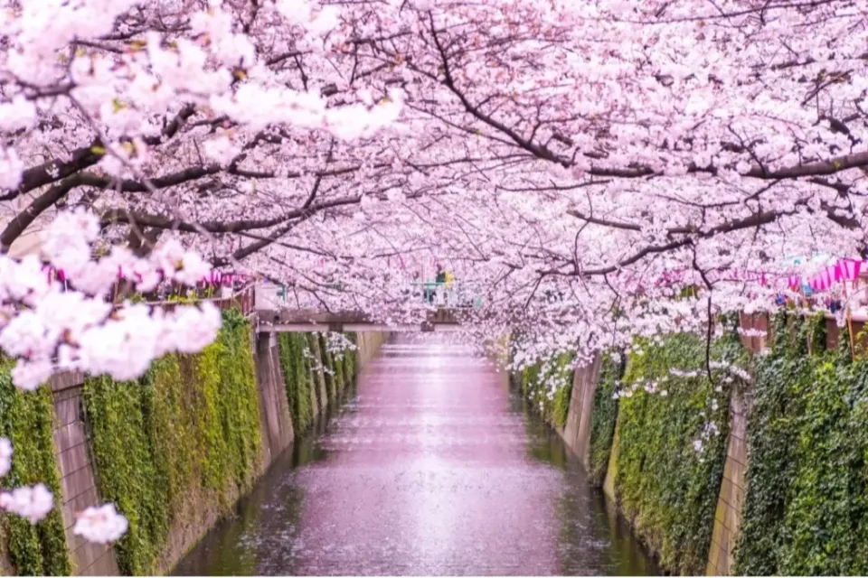 中目黒の桜や定番スポットを巡る。大人のための「半日散歩コース」