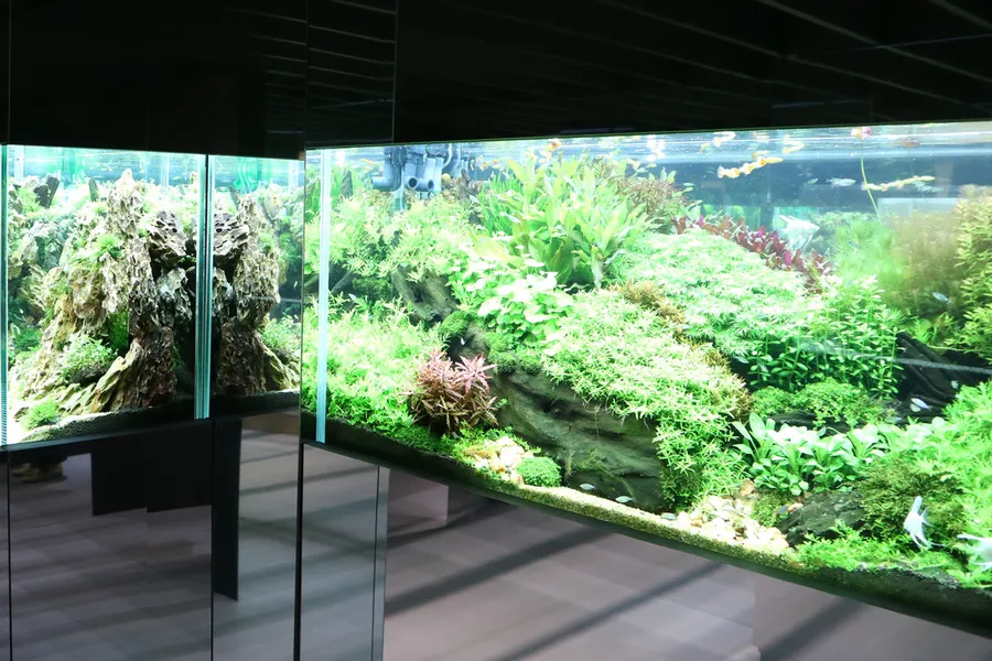 （PR）熱帯魚に緑…幻想的な水中世界に感動！夏の癒しにぴったりな「グリーンアクアリウム」展をレポート!!