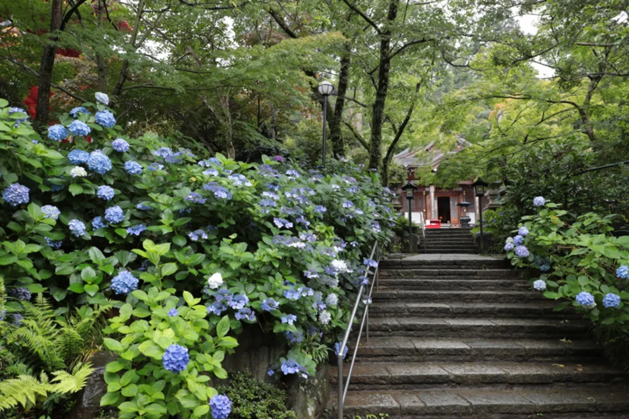 【2026】東京「あじさい」の名所10選！見ごろやあじさい祭りも紹介_3700073