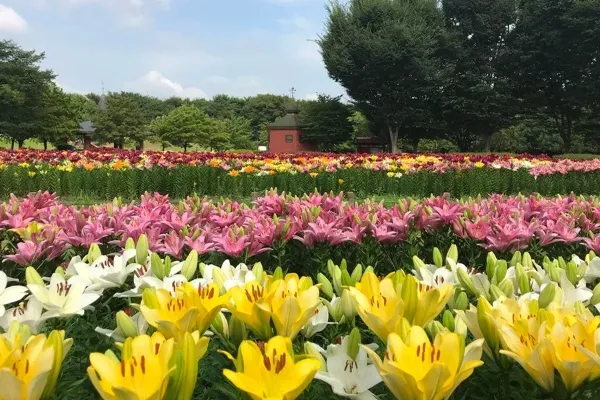 関東のユリの名所まとめ
