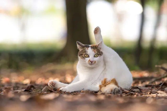 【猫まとめ】猫にまつわるおでかけ情報が満載！