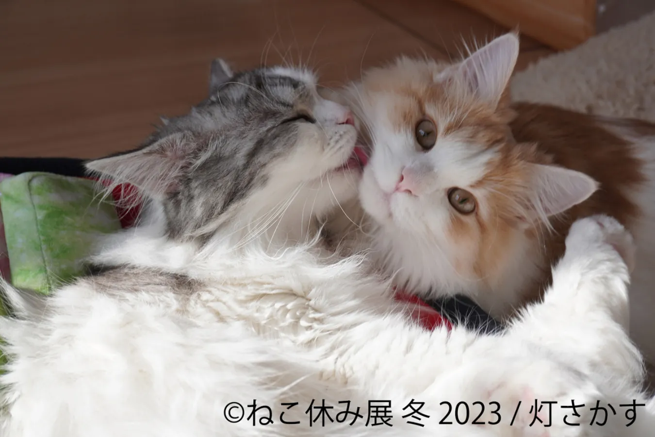2月22日は“猫の日”!東京「猫イベント」まとめ_1706273