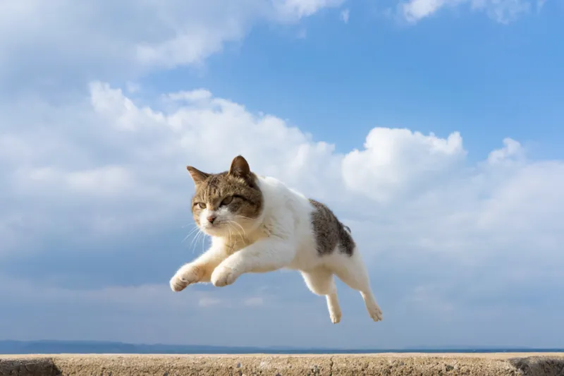 2月22日は“猫の日”！東京「猫イベント」まとめ