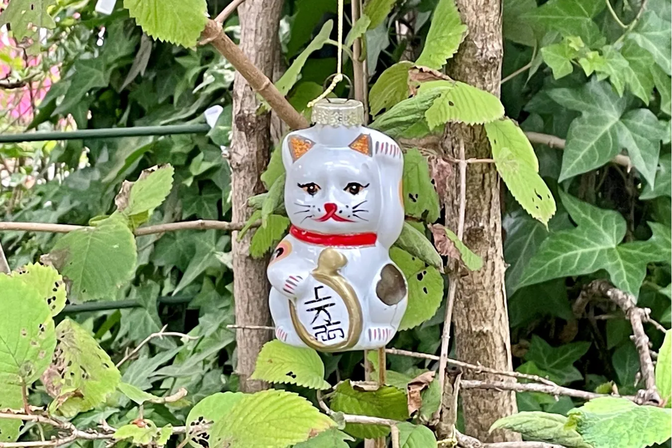 幸運の“白猫”がリアルにいる!? 招き猫発祥の地・浅草「今戸神社」へ_556782