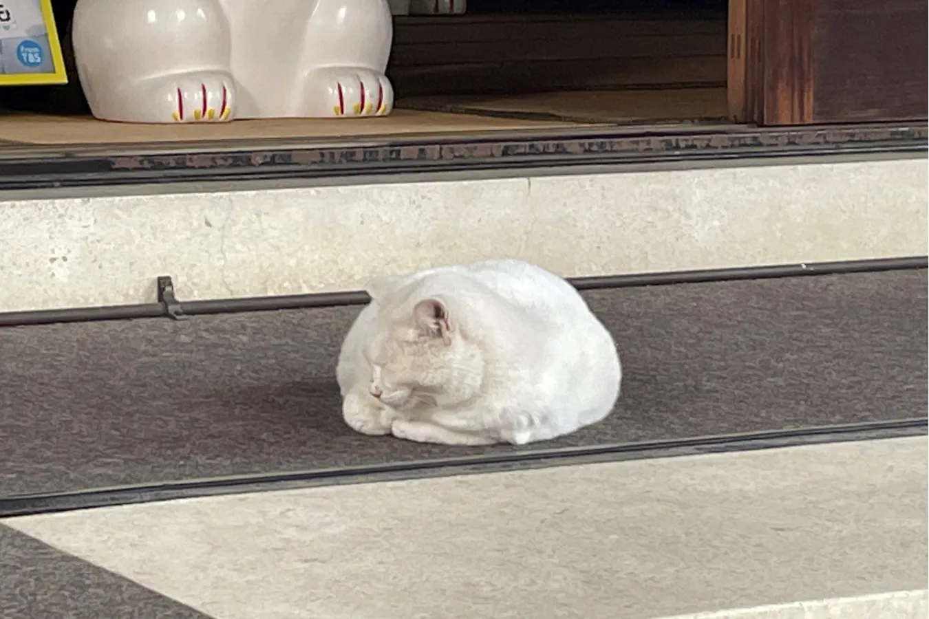 幸運の“白猫”がリアルにいる!? 招き猫発祥の地・浅草「今戸神社」へ_556785