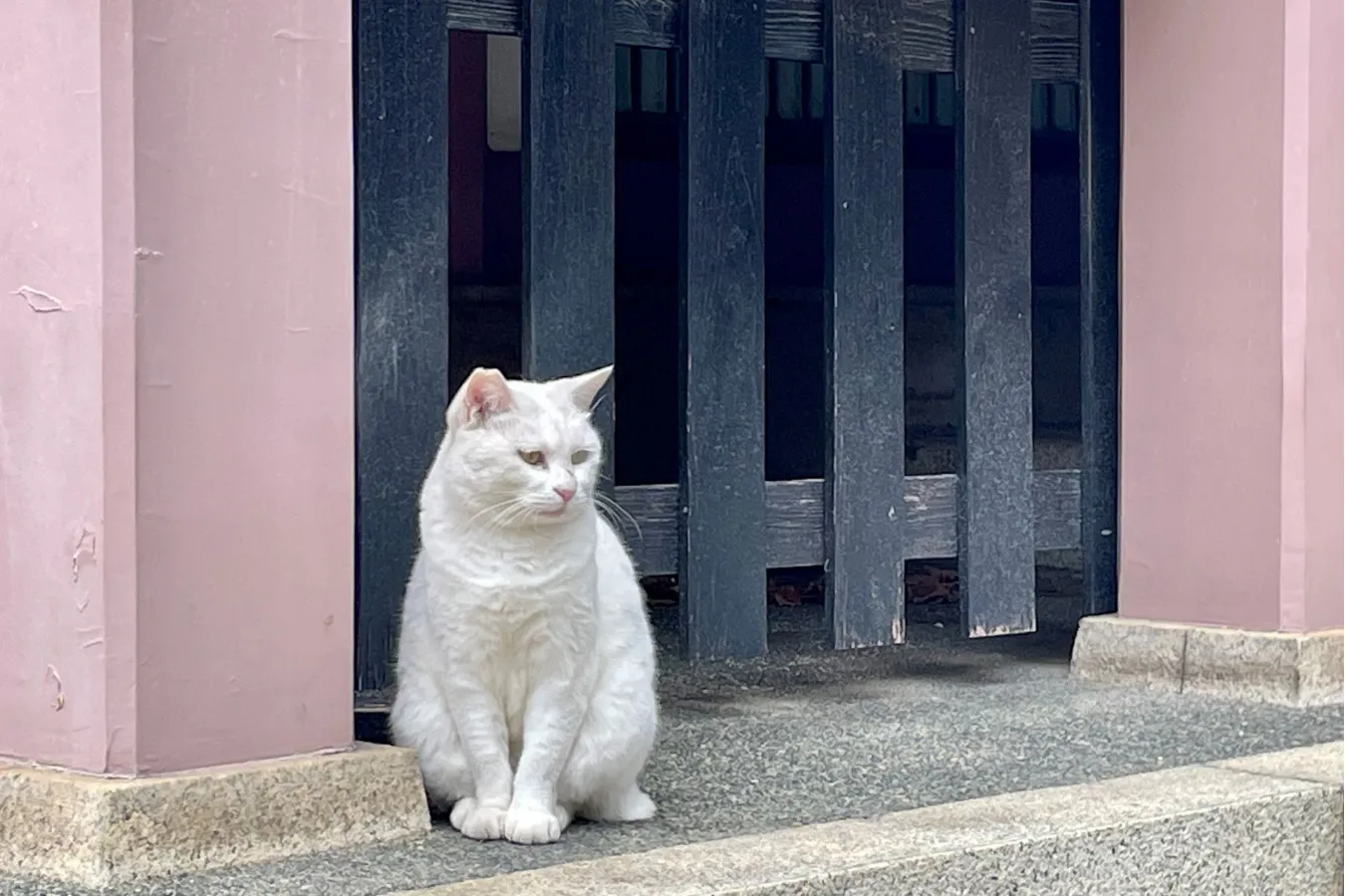 幸運の“白猫”がリアルにいる!? 招き猫発祥の地・浅草「今戸神社」へ_556786