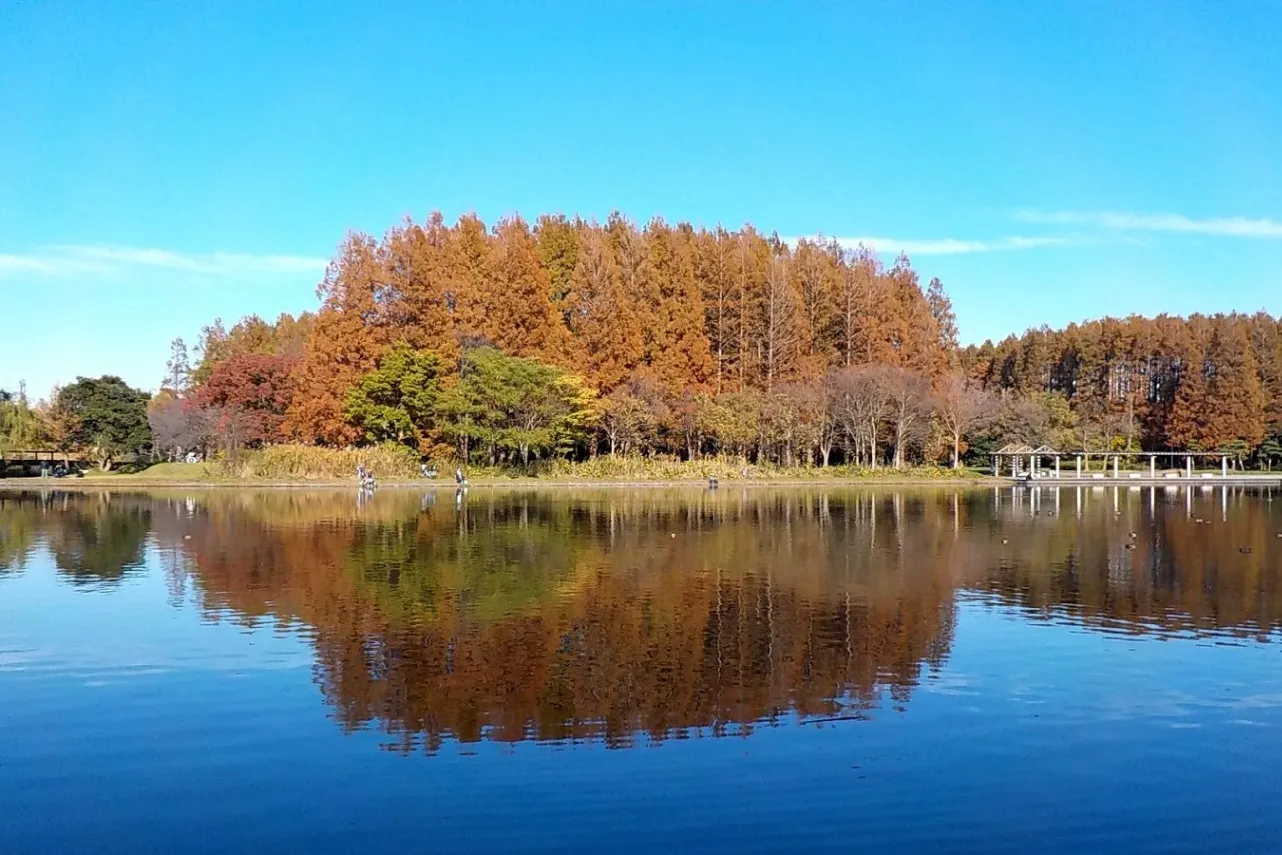 ▲メタセコイアの森（紅葉期）