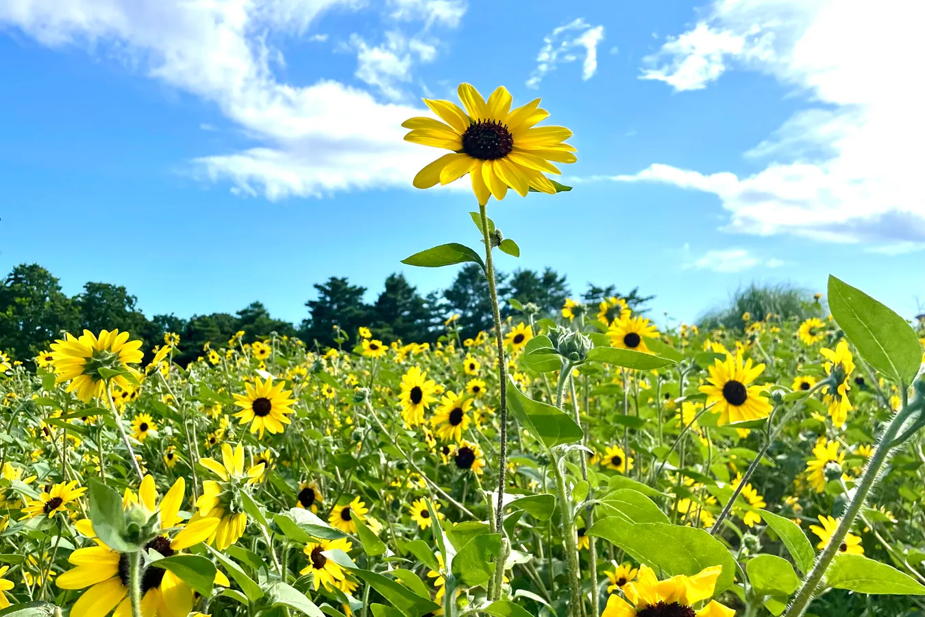 「まだ夏っぽいことできてない…」なら！今からでも夏を楽しめる、駆け込みスポット5選_1707048