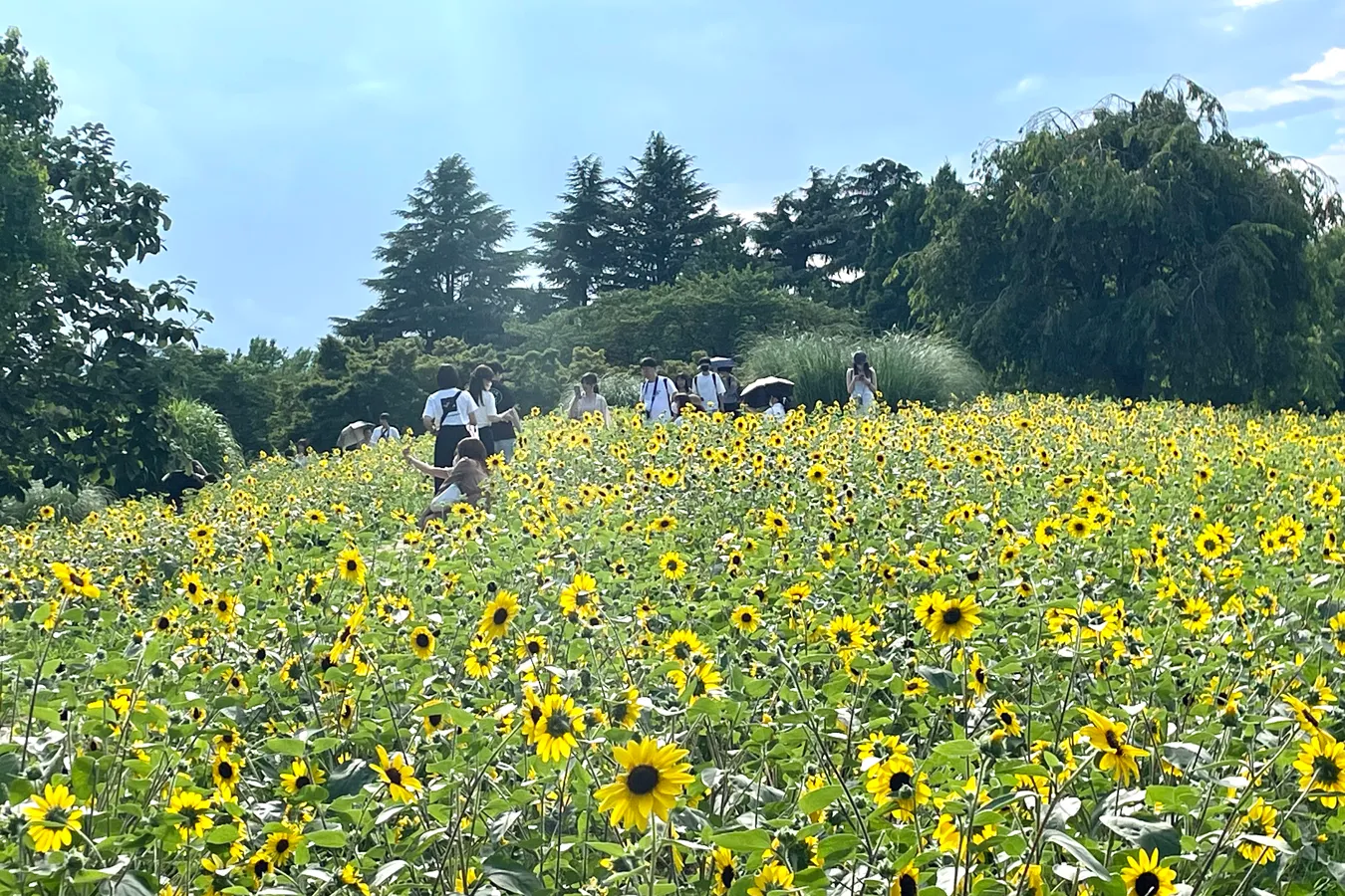 「まだ夏っぽいことできてない…」なら！今からでも夏を楽しめる、駆け込みスポット5選_1707049