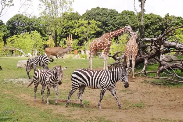 デートで行きたい！都内＆東京近郊の動物園まとめ