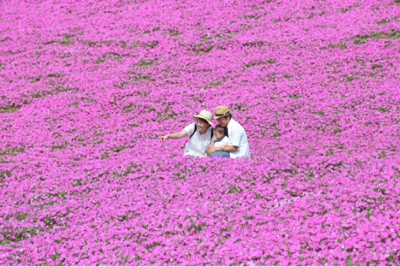 【2026】夏に楽しめる関東「お花畑」5選！見ごろやイベント情報も紹介_3704087