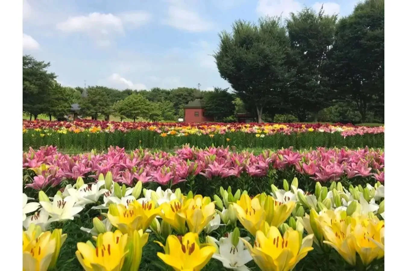 【2026】関東「夏の花畑」5選！見ごろやイベント情報も紹介_3909105