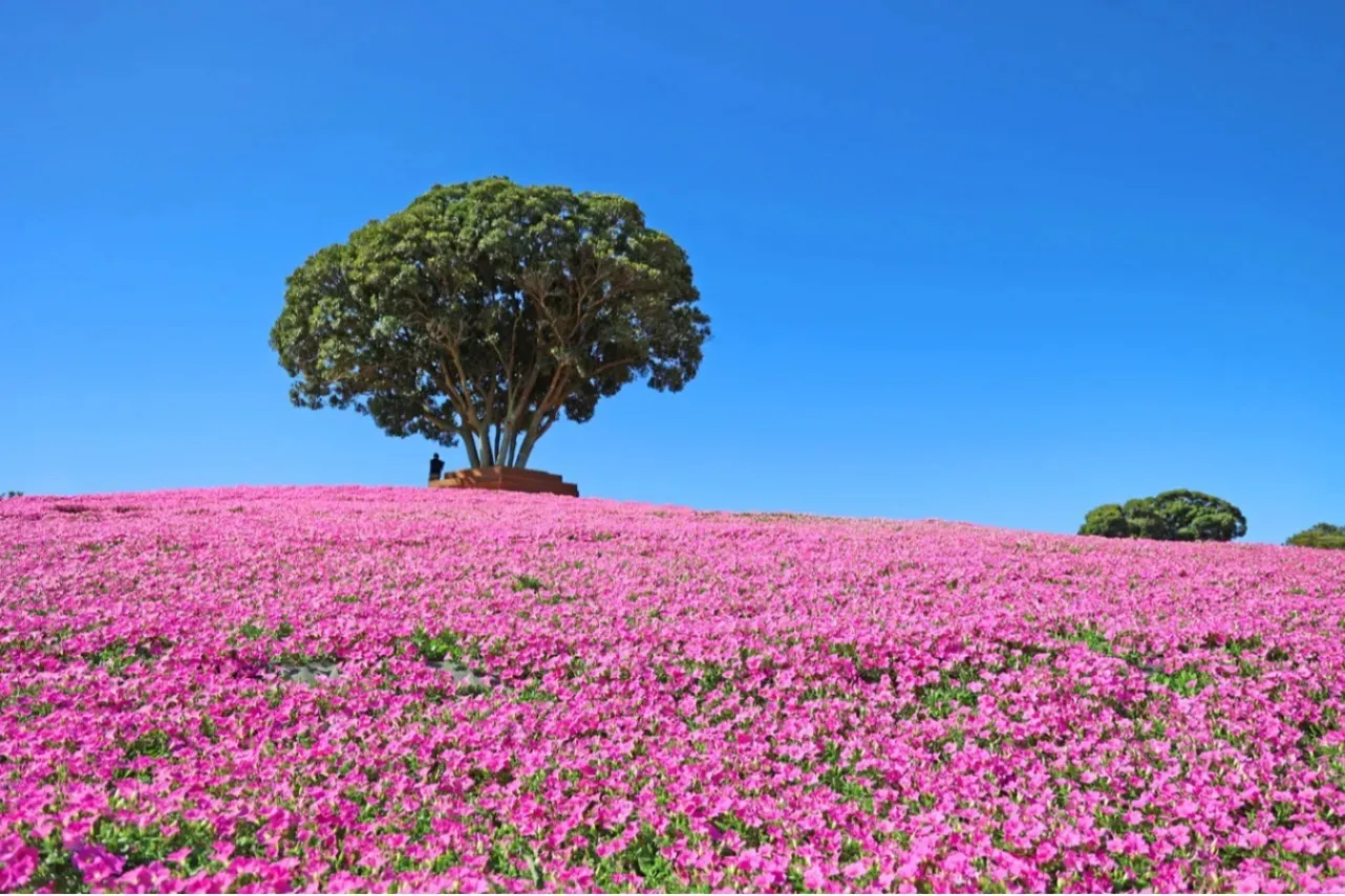 【2026】関東「夏の花畑」5選！見ごろやイベント情報も紹介_3909107