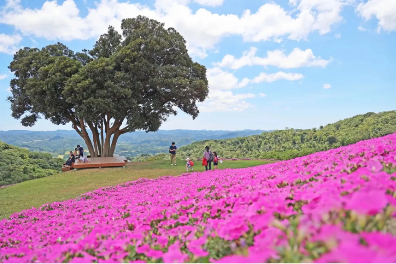 【2026】関東「夏の花畑」5選！見ごろやイベント情報も紹介_3909108