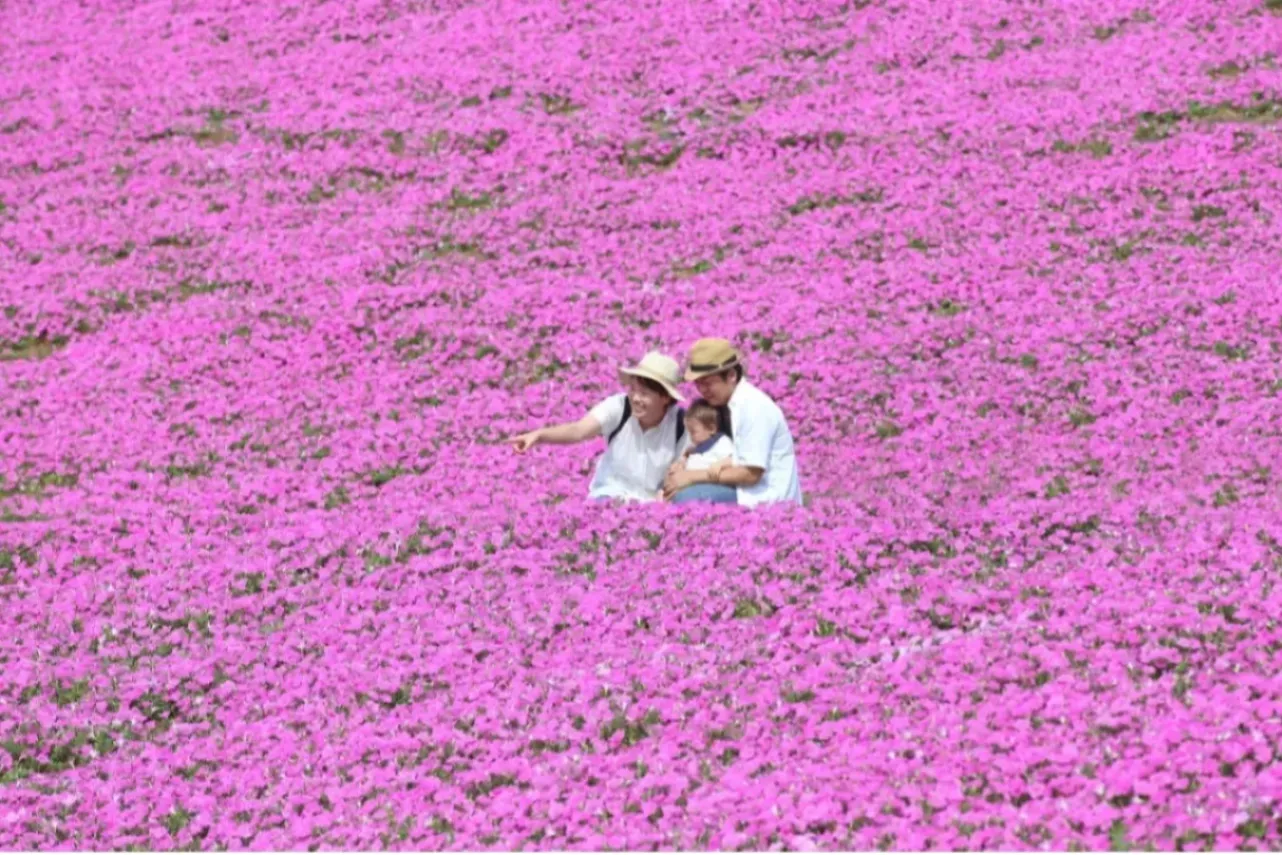 【2026】関東「夏の花畑」5選！見ごろやイベント情報も紹介_3909109