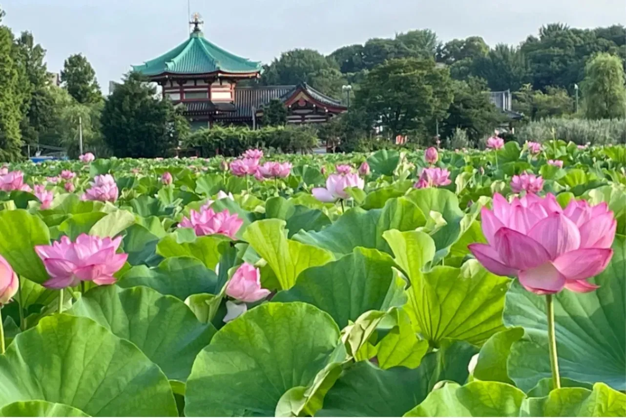【2026】関東「夏の花畑」5選！見ごろやイベント情報も紹介_3909113