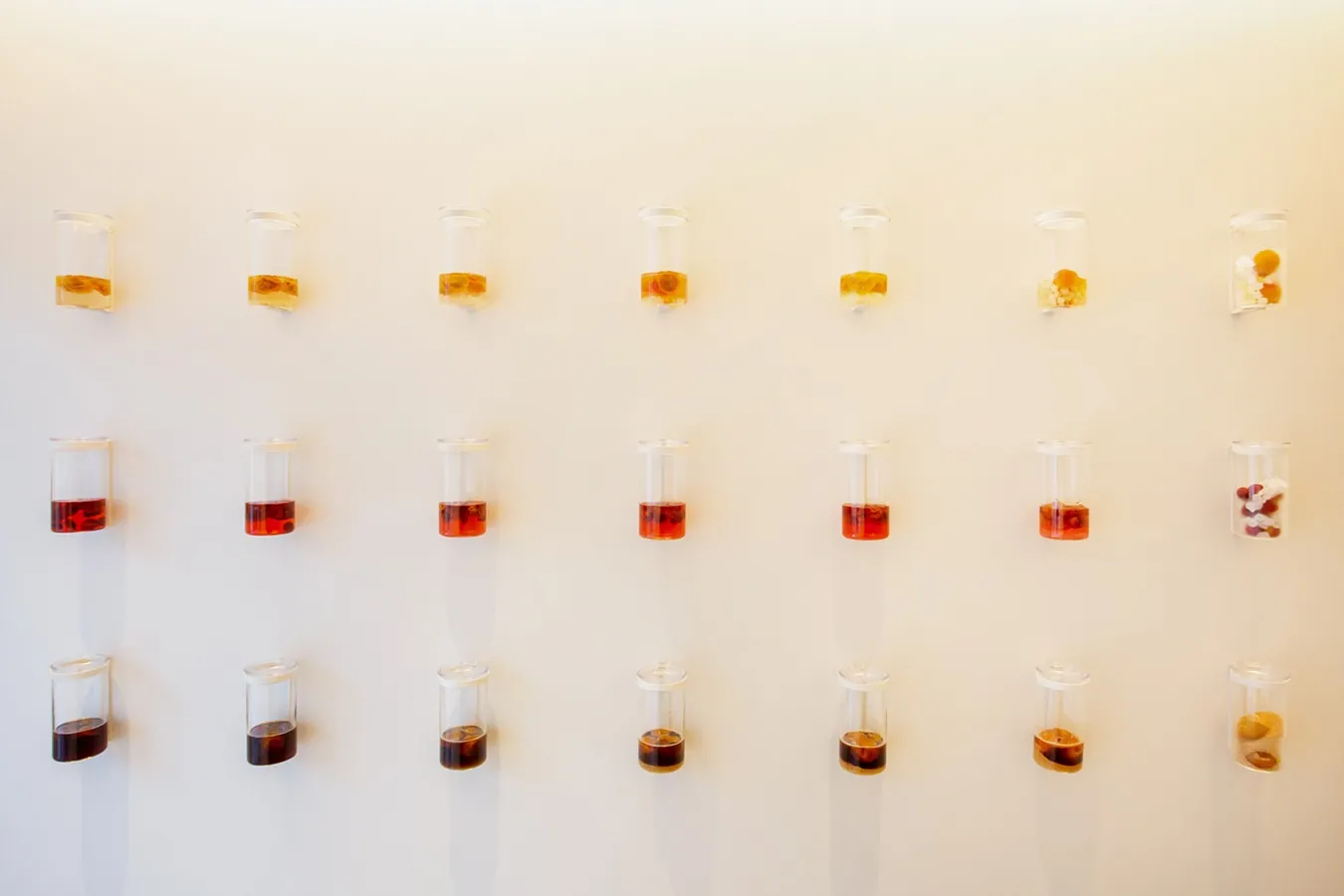 ▲店内奥の壁には、3種の梅で仕込んだ初日から7日後までのボトルをディスプレイ。熟成していく様子が一目でわかる