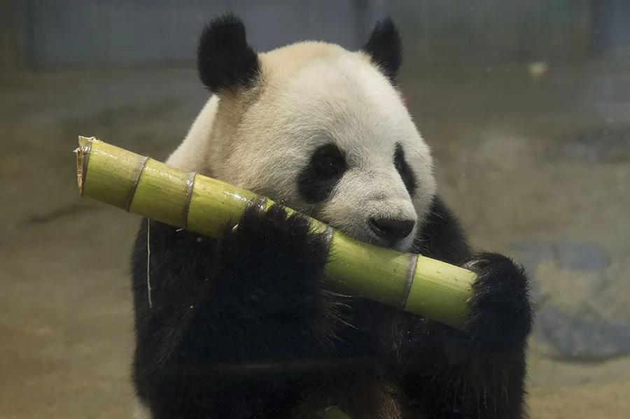 【祝・シャンシャン誕生】パンダ撮影のコツや見どころも伝授！人気者ずらりの上野動物園でリラックスタイム