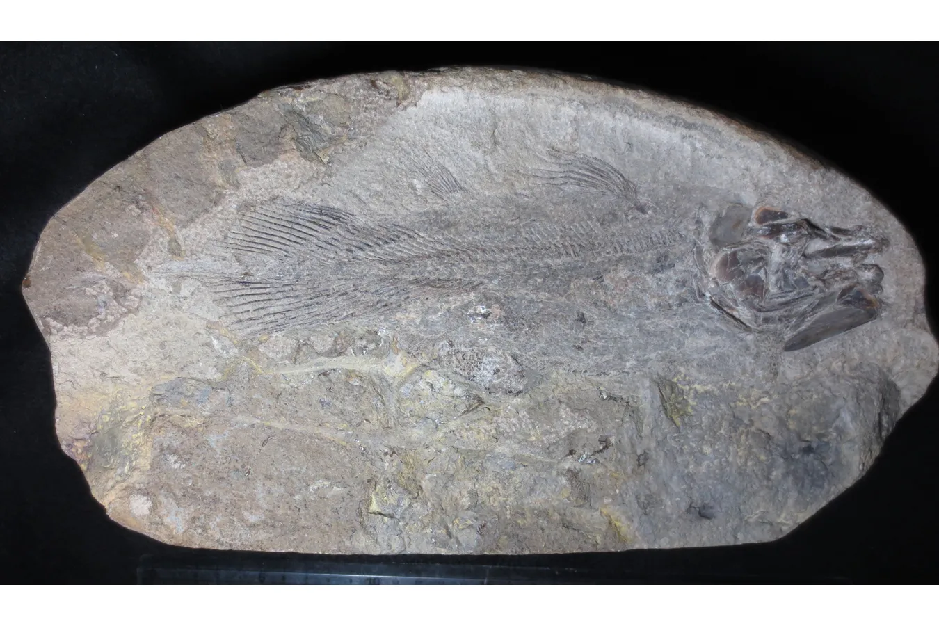 ▲絶滅したシーラカンスの仲間、ワイテイア オオイシイの化石