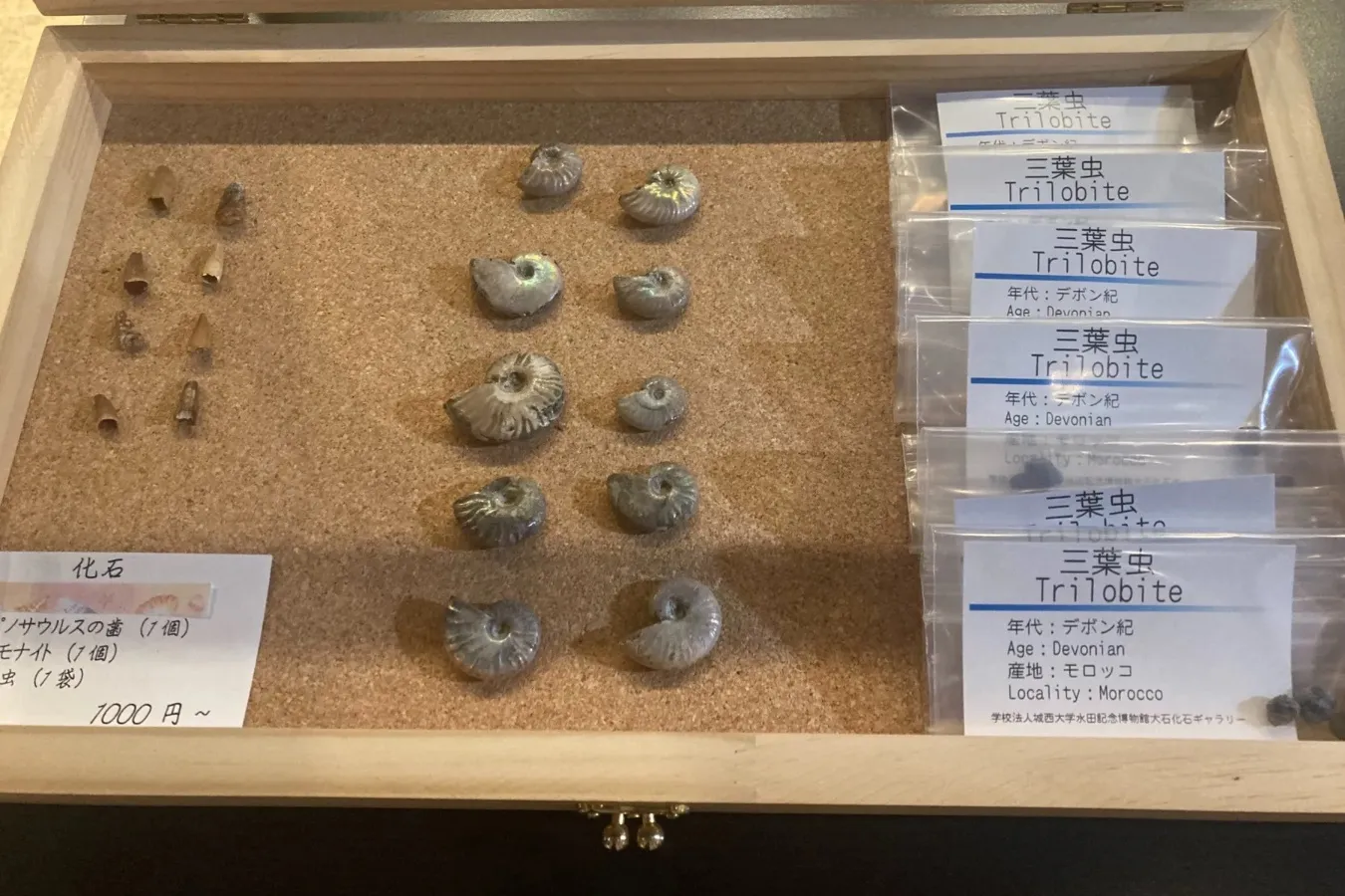 ▲本物の化石の販売例（学校法人城西大学水田記念博物館大石化石ギャラリー）