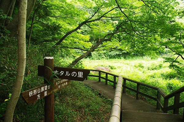 昔ながらの自然が残る生田緑地で森林浴