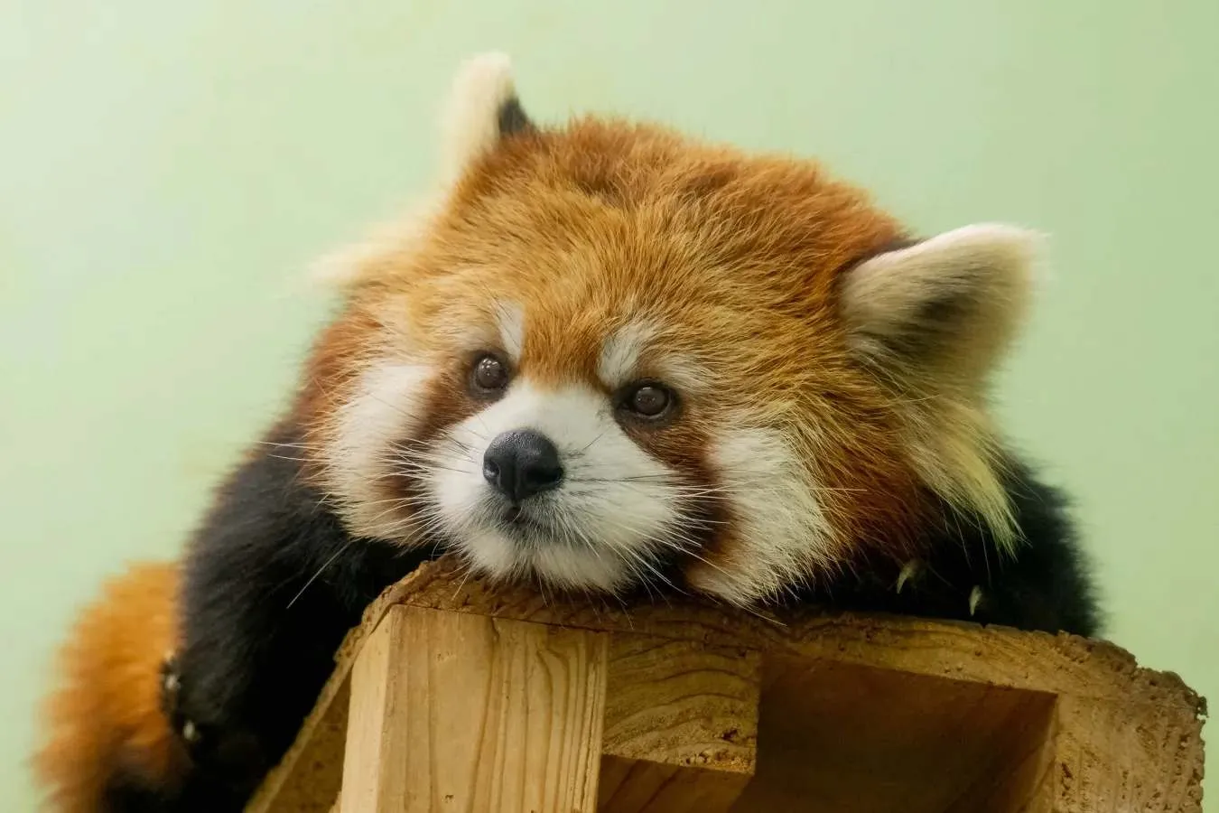 ▲レッサーパンダ（小動物ゾーン）