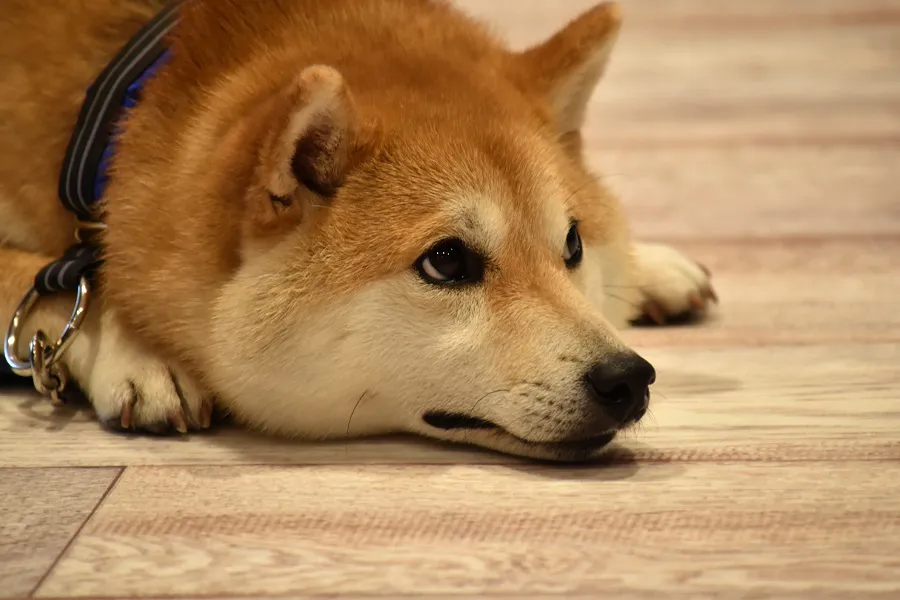 激カワふわもこ男子・柴犬だいふくとおでかけ！屋内で楽しめるワンちゃん専用大型施設「WANCOTT」が充実しすぎ！