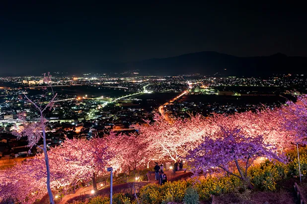 【デートにオススメ】日本屈指の夜桜スポット！早咲き桜と夜景が楽しめる「まつだ桜まつり」