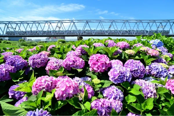 見ごろはいつ？都内のあじさい名所まとめ