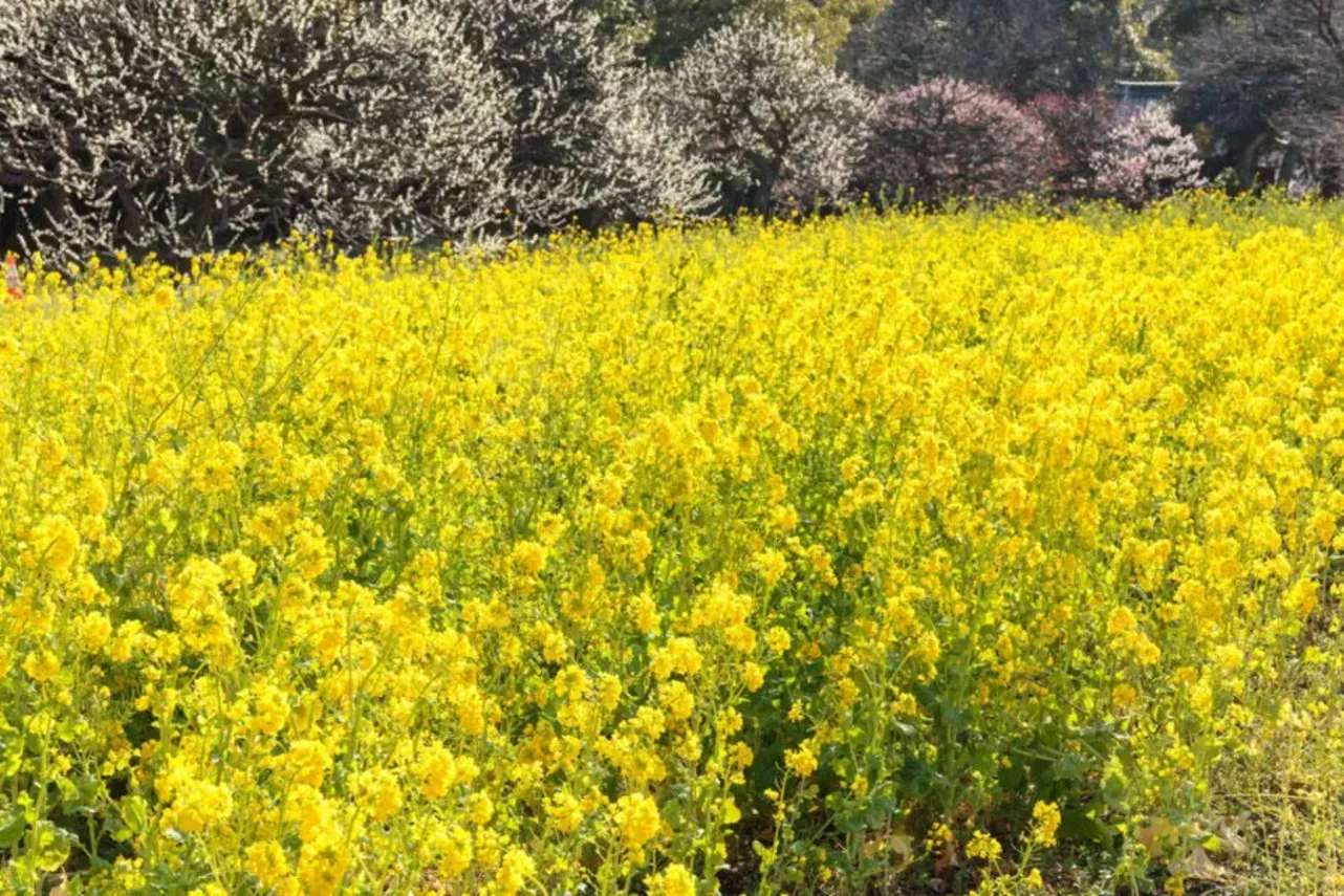 ▲菜の花（画像提供：公益財団法人東京都公園協会）