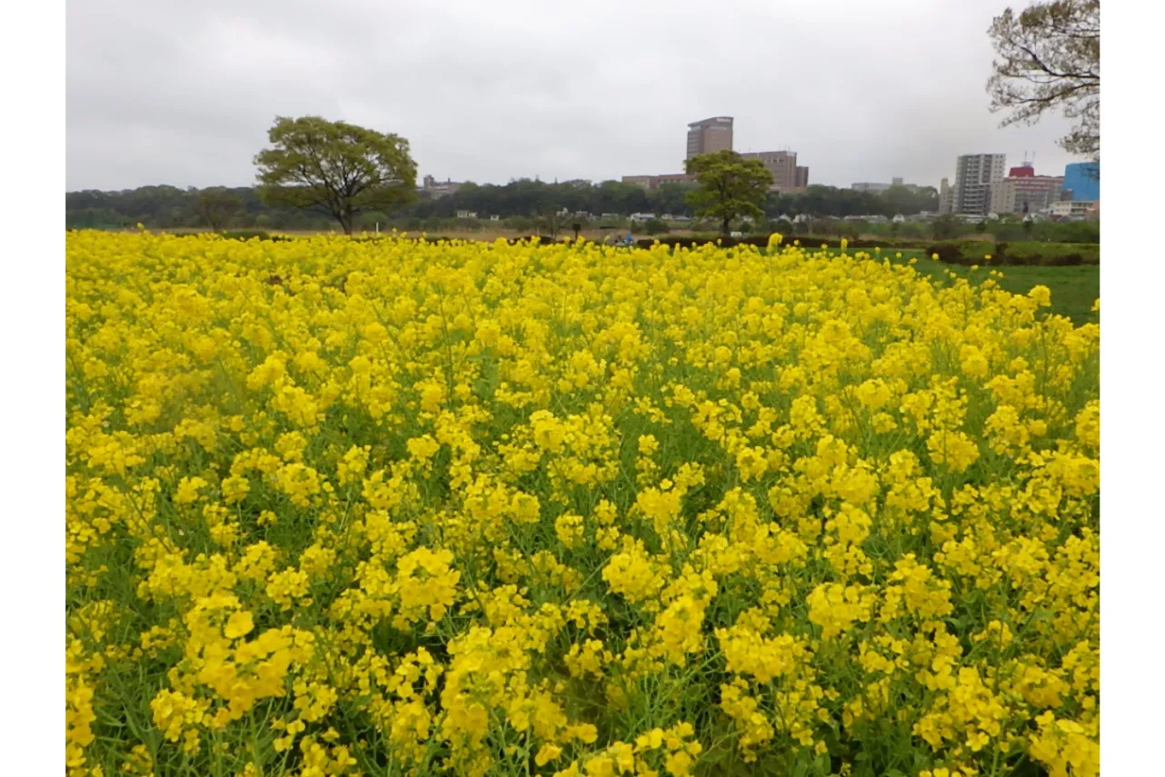 【2026】東京「菜の花」の名所5選！見ごろ情報や特色を紹介_3390522