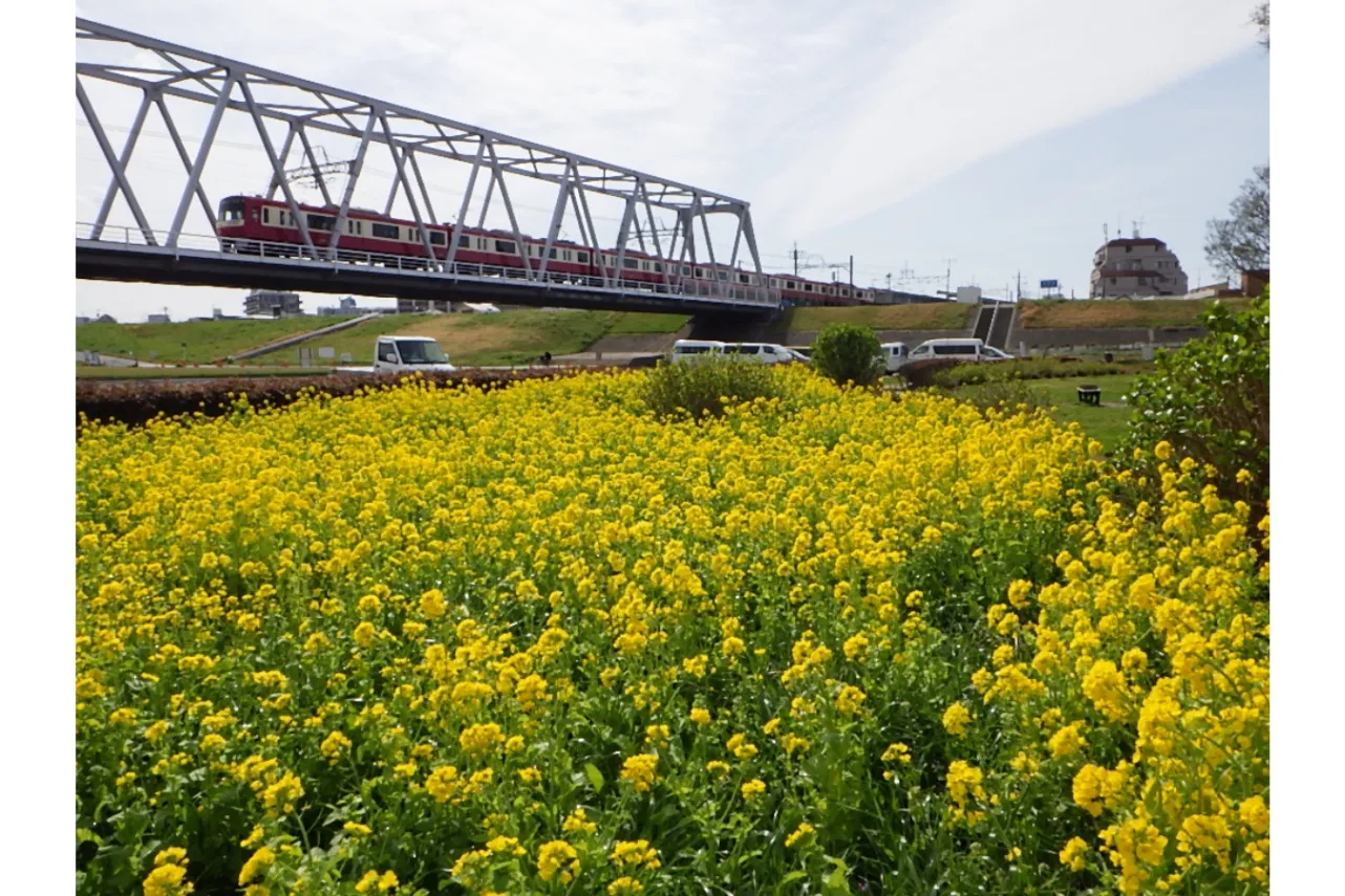 【2026】東京「菜の花」の名所5選！見ごろ情報や特色を紹介_3390523