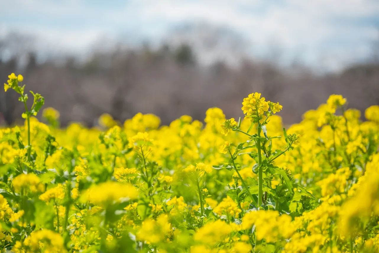 【2026】東京「菜の花」の名所5選！見ごろ情報や特色を紹介_3390524