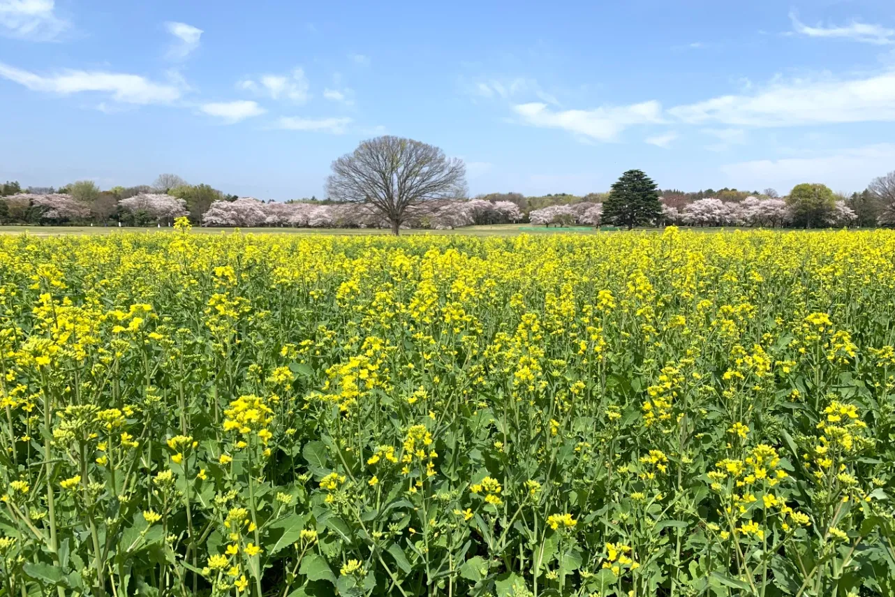 【2026】東京「菜の花」の名所5選！見ごろ情報や特色を紹介_3390525