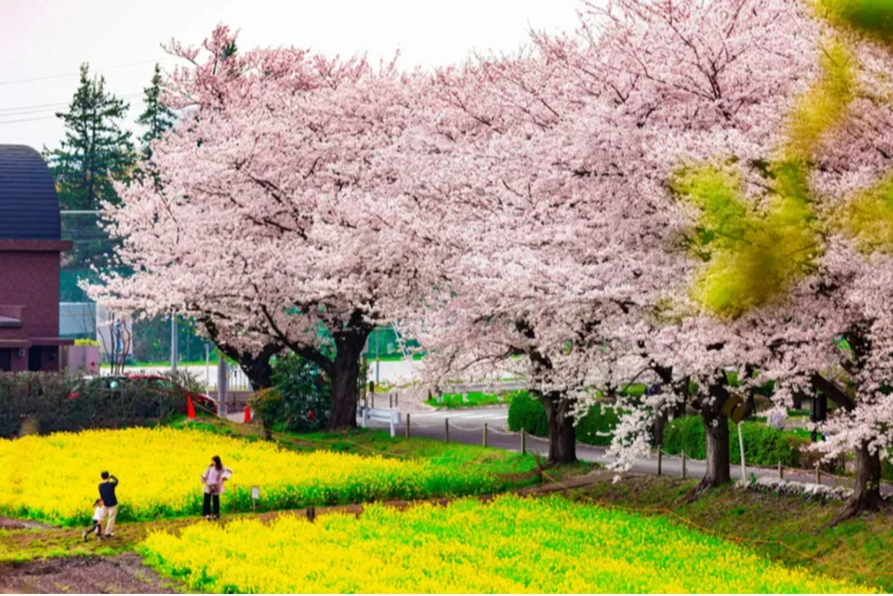 【2026】東京「菜の花」の名所5選！見ごろ情報や特色を紹介_3390526