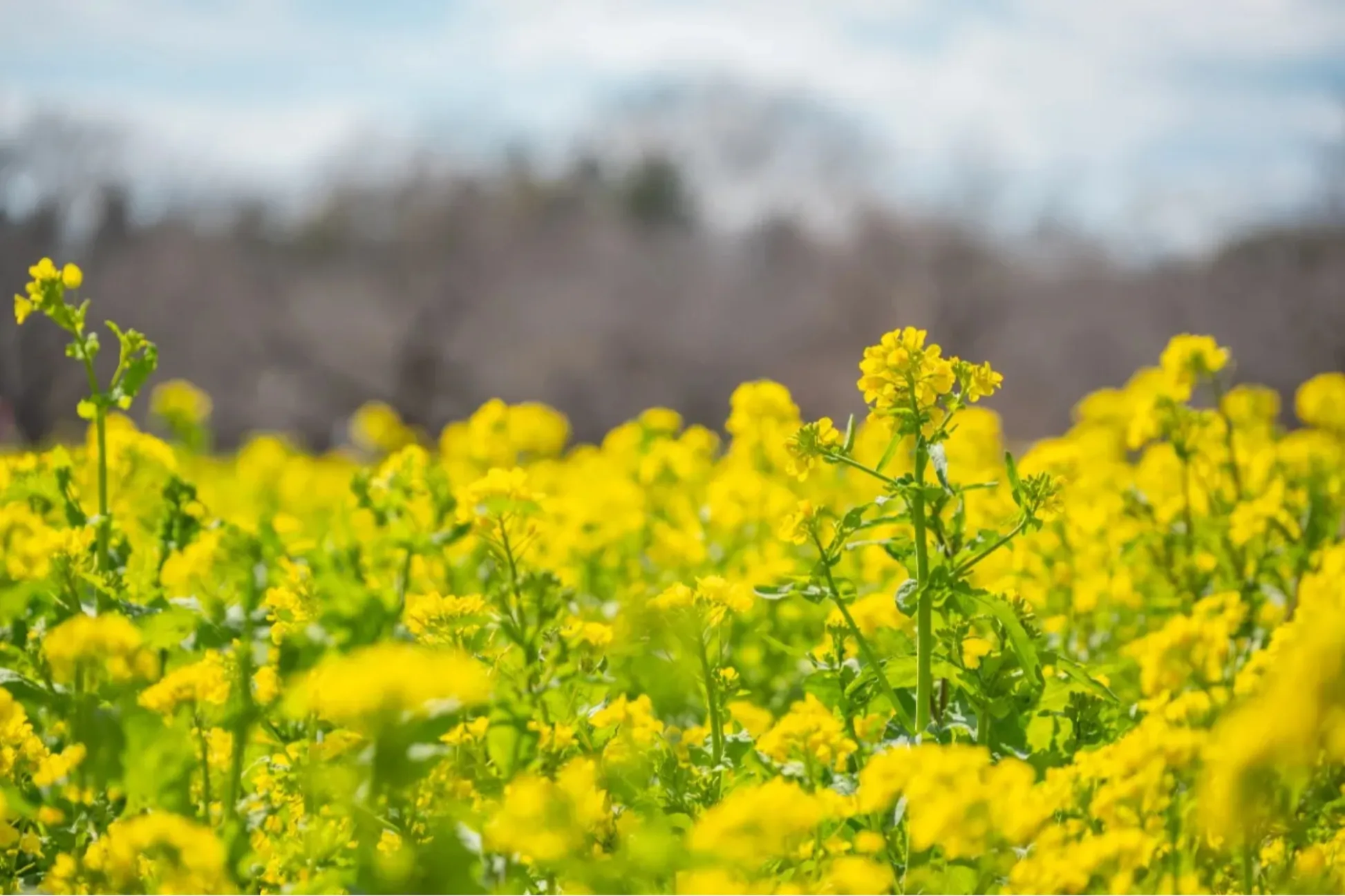 2026】東京「菜の花」の名所5選！見ごろ情報や特色を紹介