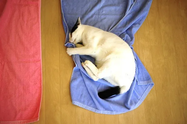 猫と一緒にYOGA!?　話題の「ネコヨガ」でお疲れ気味の心と身体をリラックス