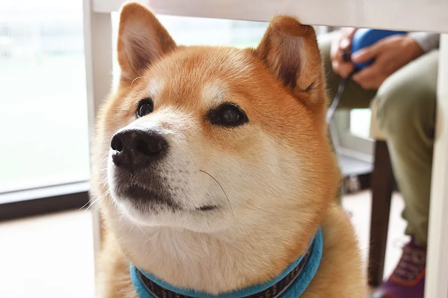【動画付き】柴犬まると東京をおでかけ！世界中に260万人のファンを持つあのアイドル犬と人気ドッグカフェへ！