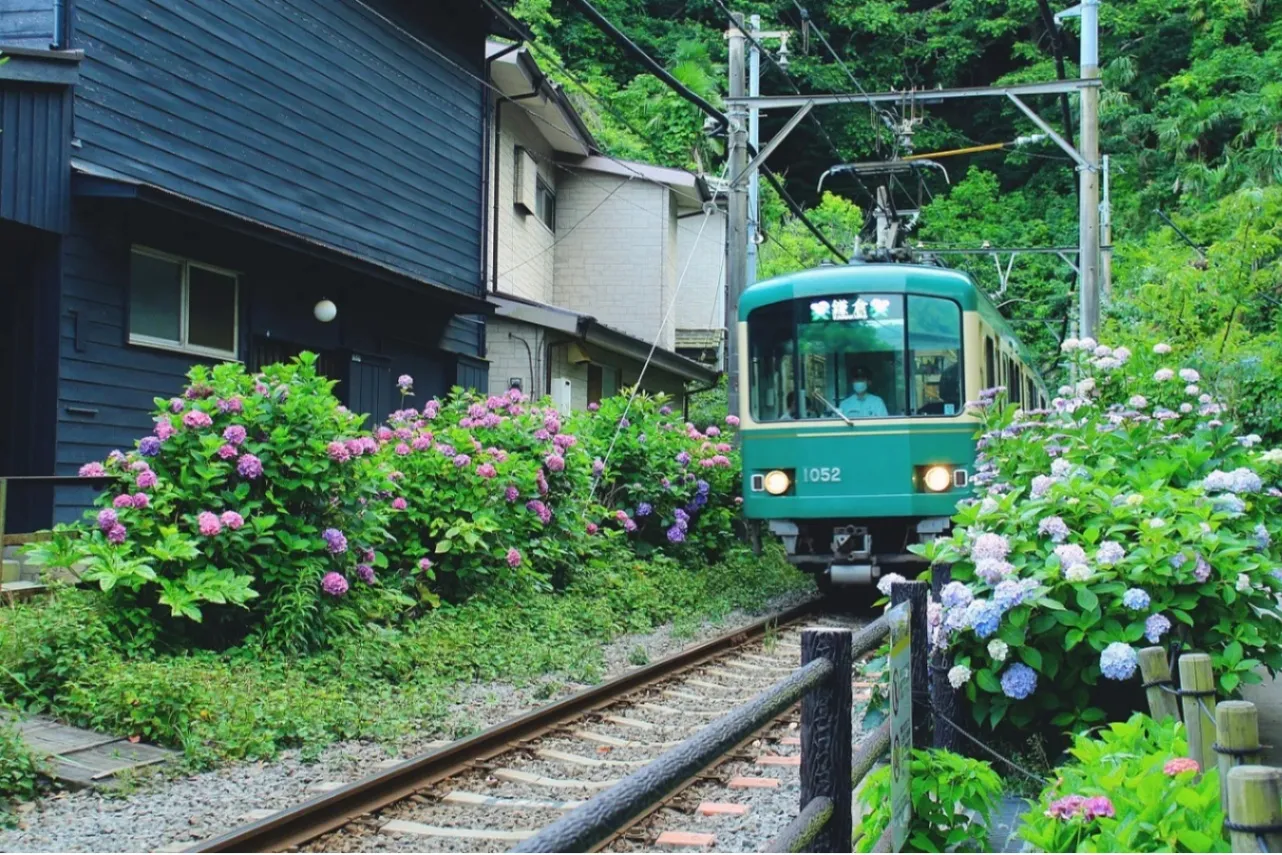 【2026】関東の「あじさい」名所40選！見ごろ、あじさいまつりの開催情報も_3644031