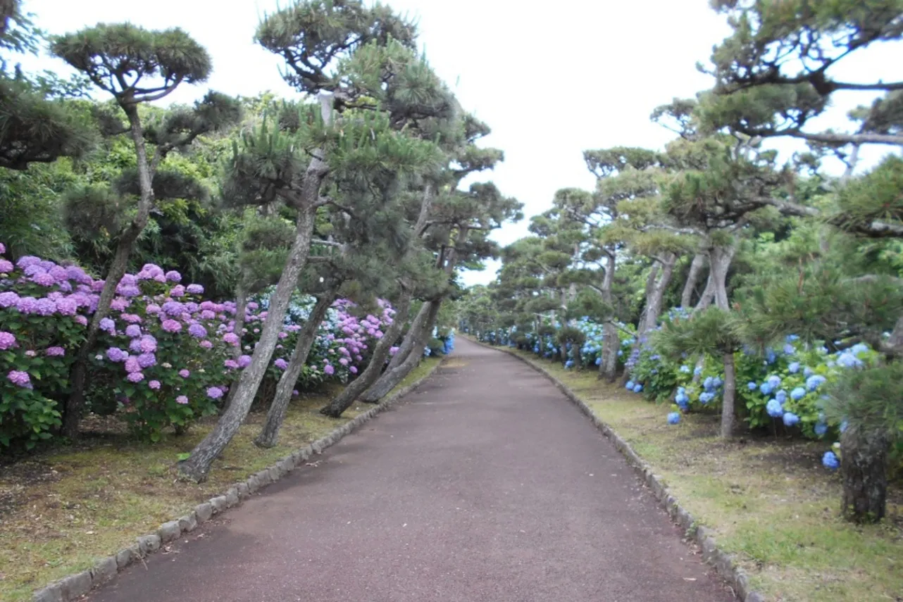 ▲写真提供：県立城ケ島公園（2019年6月初旬撮影）