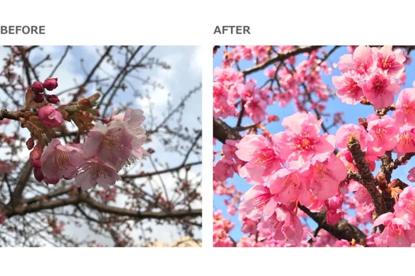 【お花見・SNS映え】スマホで簡単・キレイに桜の写真を撮るコツ_3379153