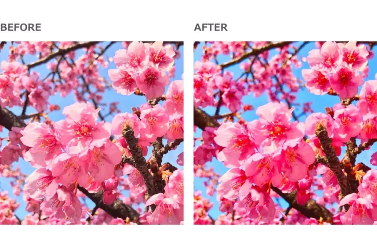 【お花見・SNS映え】スマホで簡単・キレイに桜の写真を撮るコツ_3379154