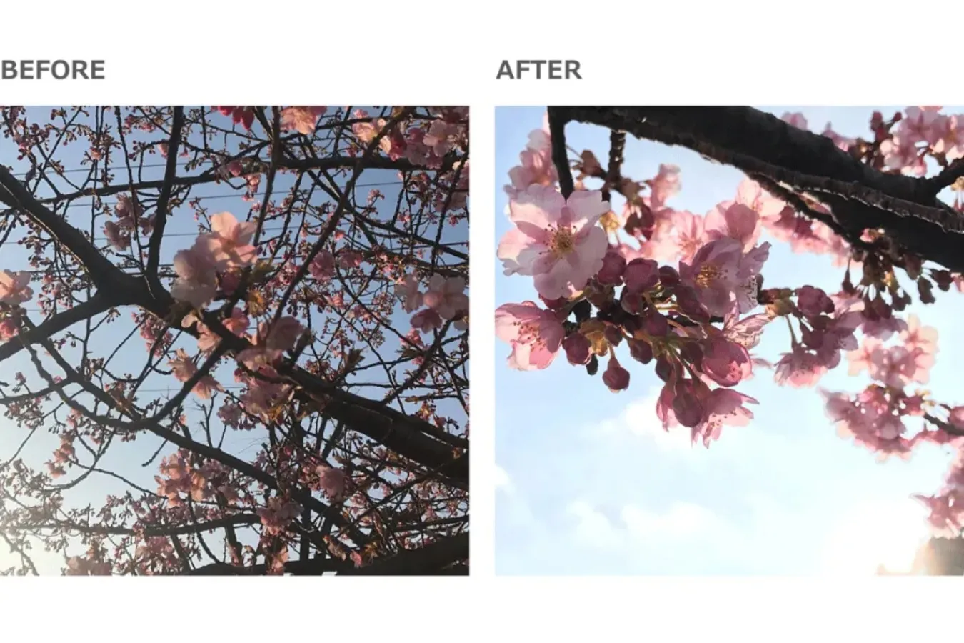 【お花見・SNS映え】スマホで簡単・キレイに桜の写真を撮るコツ_3379156